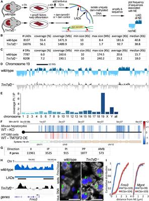 Tm7sf2 Disruption Alters Radial Gene Positioning in Mouse Liver Leading to Metabolic Defects and Diabetes Characteristics